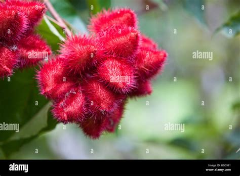  Le Jardin du Roi René: สวนแห่งความรักและความฝันในเมือง Zita